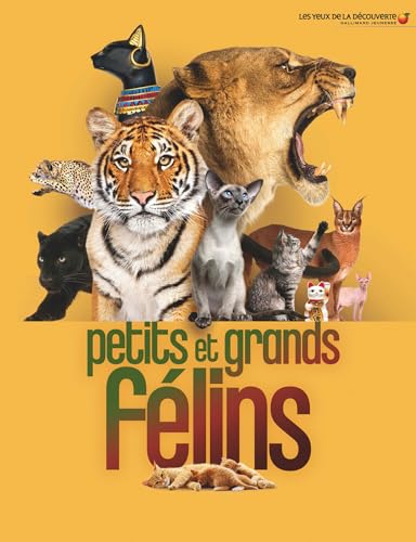 Petits et grands félins