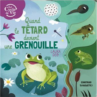 Quand le têtard devient une grenouille